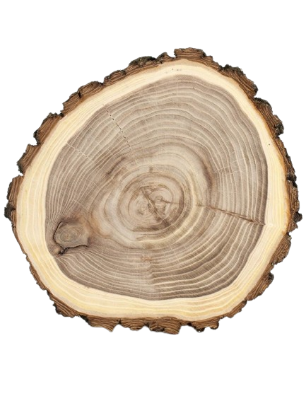 Спил карагача с корой, на прозрачном фоне